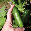 MINI CUCUMBERS  (APPROX 8 PC)